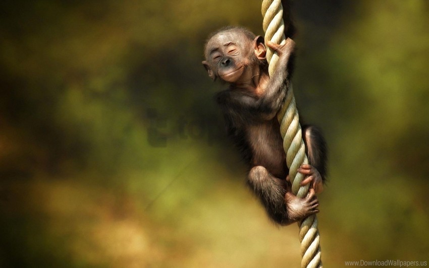 animal monkey rope wallpaper PNG Image with Isolated Icon