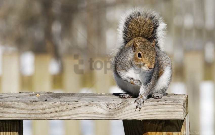 animal railings squirrel wallpaper PNG files with alpha channel assortment