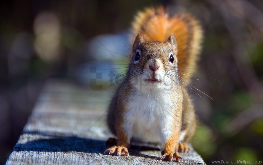 animal shadow sight squirrel wallpaper High-resolution transparent PNG images set