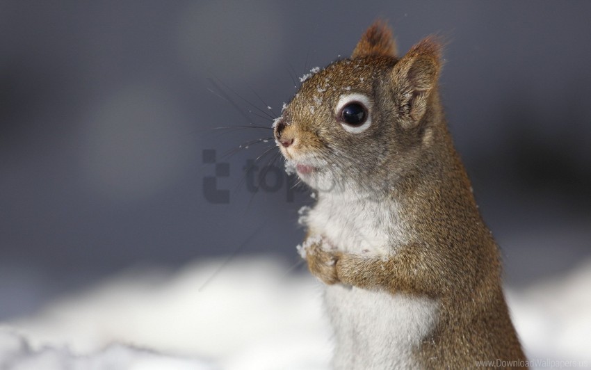 animal snow squirrel wallpaper High-resolution PNG images with transparency wide set