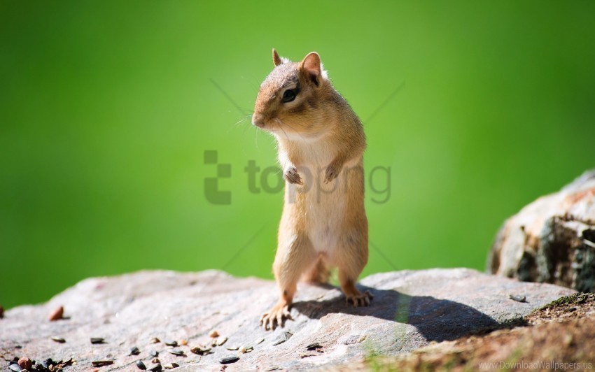 animal squirrel stone wallpaper Isolated Object on Clear Background PNG