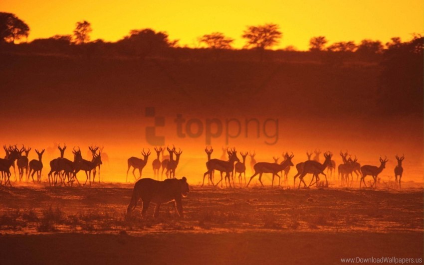 animals antelope hunting lion silhouette sunset walk wallpaper ClearCut Background Isolated PNG Art