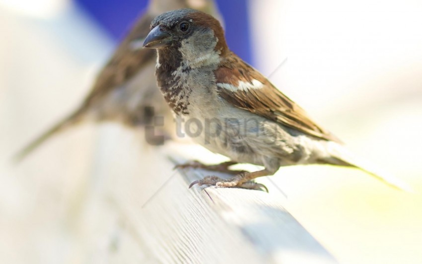 animals background beak bird blur feathers sparrow wallpaper PNG images with alpha channel diverse selection