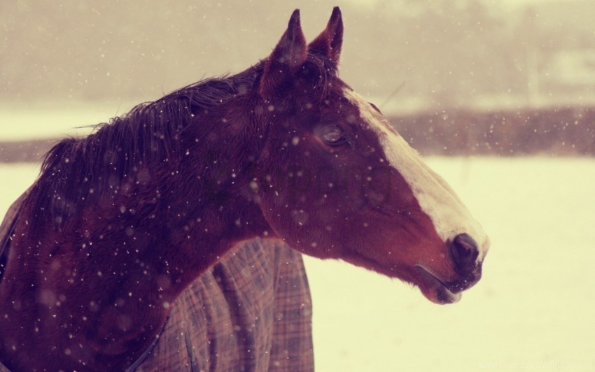 animals face horse horses snow winter wallpaper Free PNG images with transparent background