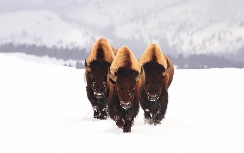 animals bison snow three winter wallpaper Transparent Background PNG Object Isolation