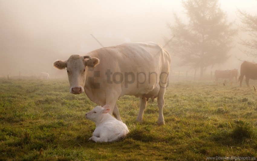 animals calf care cow grass wallpaper PNG for mobile apps