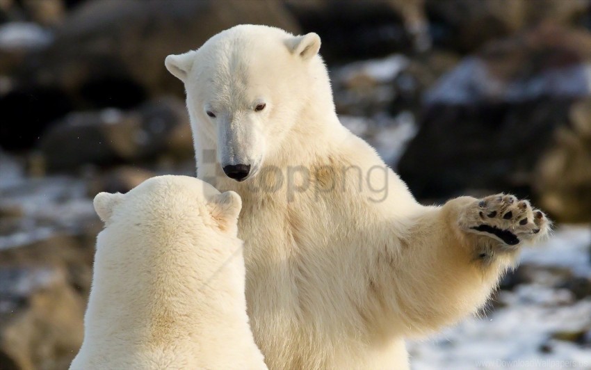 animals communication polar bears wallpaper Clean Background Isolated PNG Icon