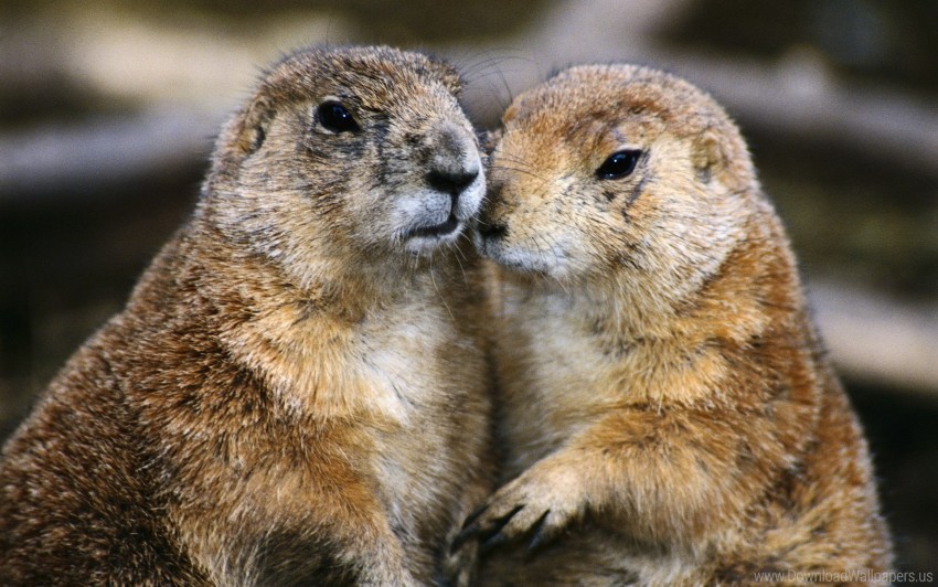 animals couple gophers wallpaper PNG clear background