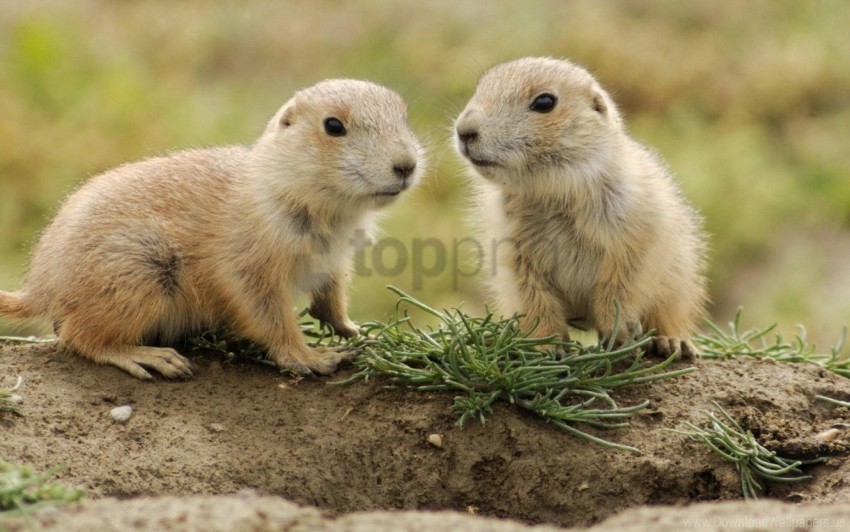 animals couple grass small walk wallpaper Free PNG images with alpha transparency