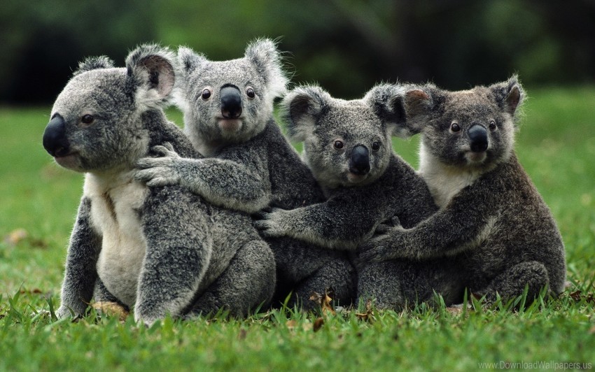 animals crowd koalas wild wallpaper PNG photo