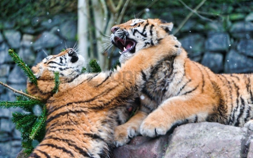animals fighting predators tigers wallpaper PNG for digital art
