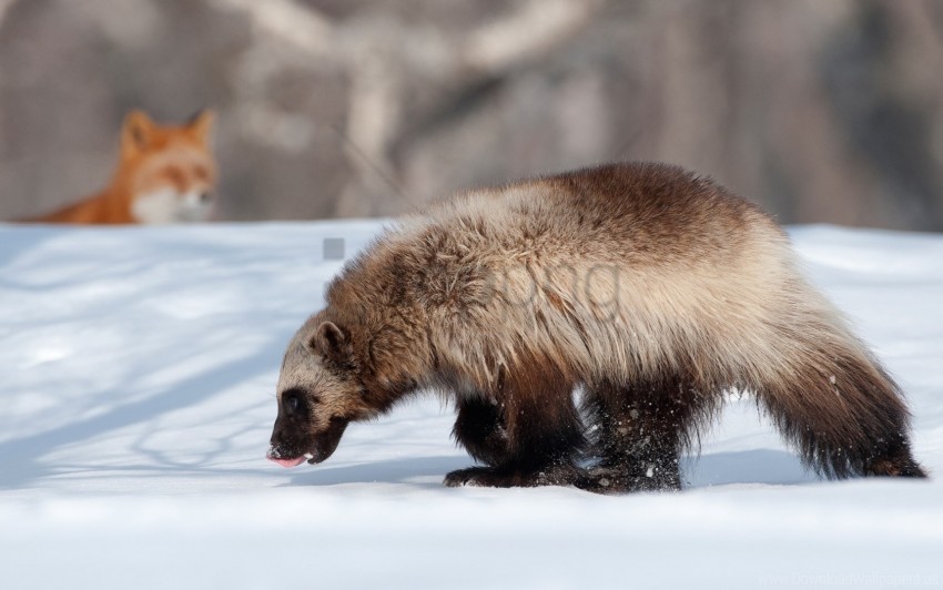 animals fox kamchatka snow winter wolverine wallpaper PNG files with no background assortment