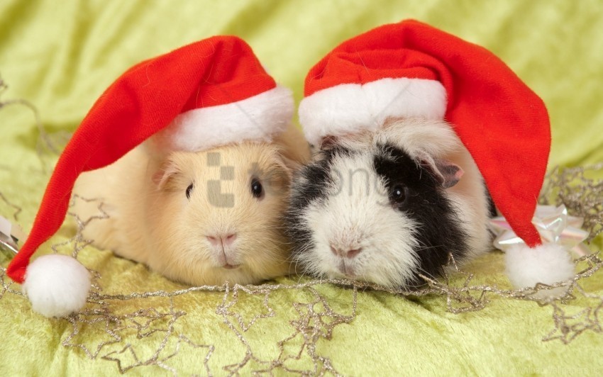 animals guinea pigs hats wallpaper Transparent background PNG gallery