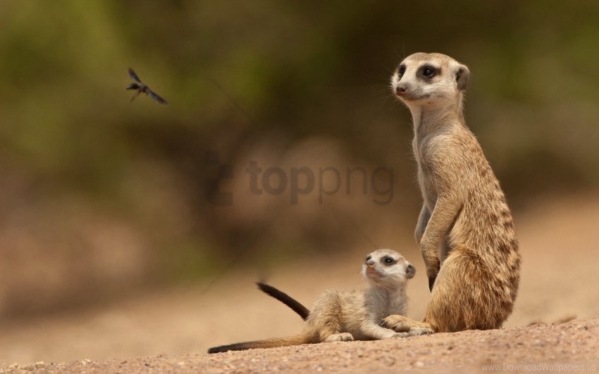 animals meerkats sand wallpaper Transparent Background PNG Isolated Art
