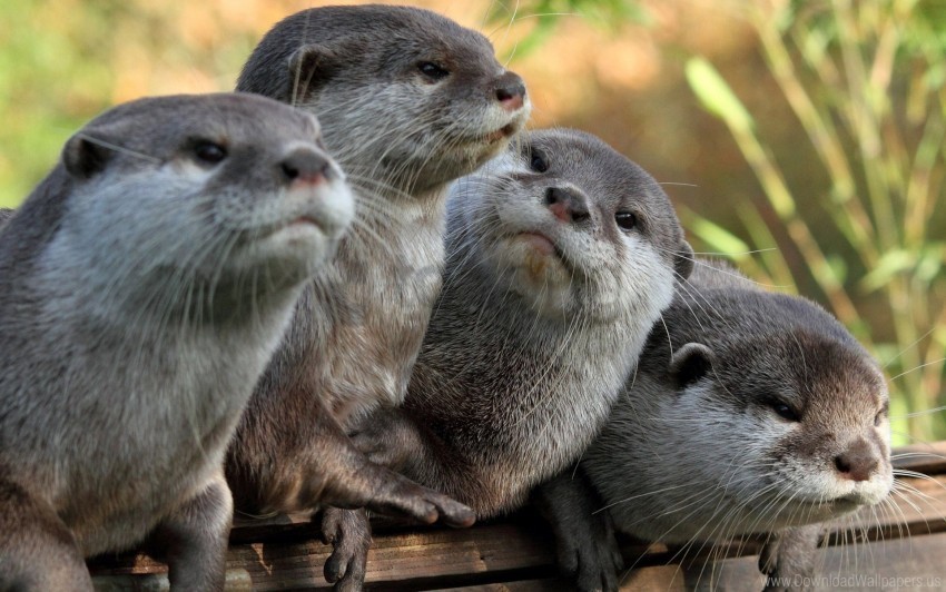 animals otters view wallpaper Transparent PNG graphics complete collection
