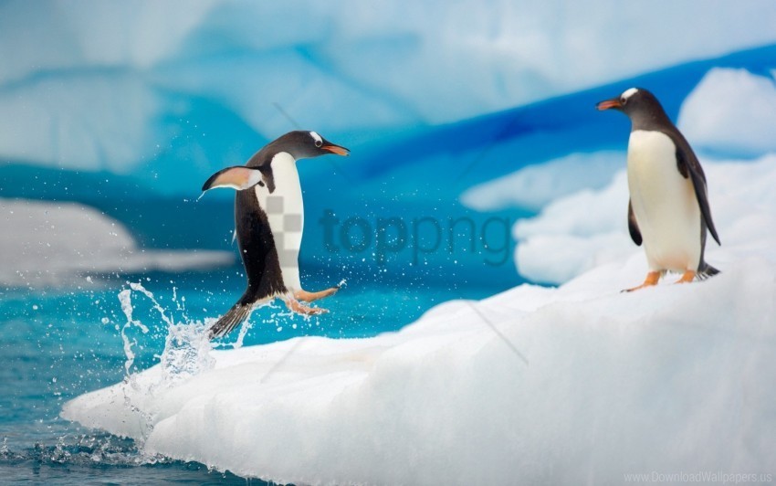antarctica arctic couple ice jump penguins snow wallpaper PNG transparent vectors