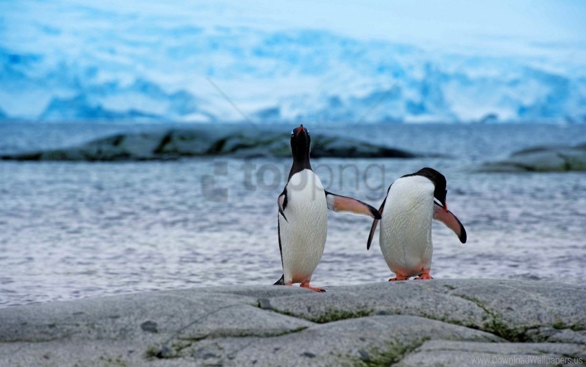 antarctica beach couple penguins wallpaper PNG files with transparency