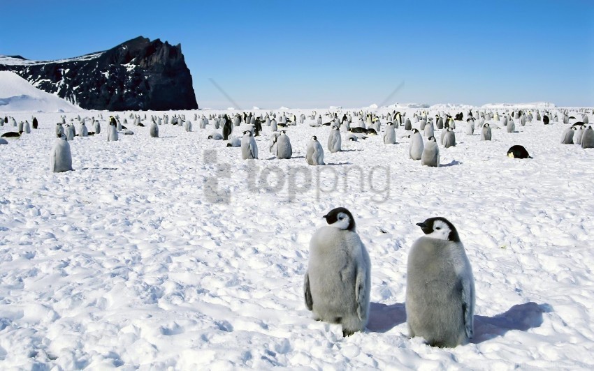 antarctica bird penguins walk wallpaper Isolated Object on Transparent Background in PNG
