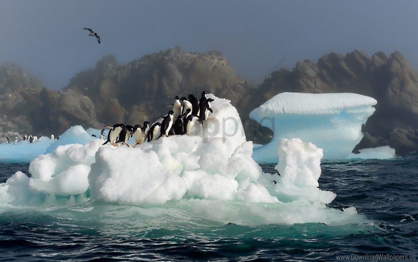 antarctica birds jump penguins snow water wallpaper PNG images with alpha transparency selection