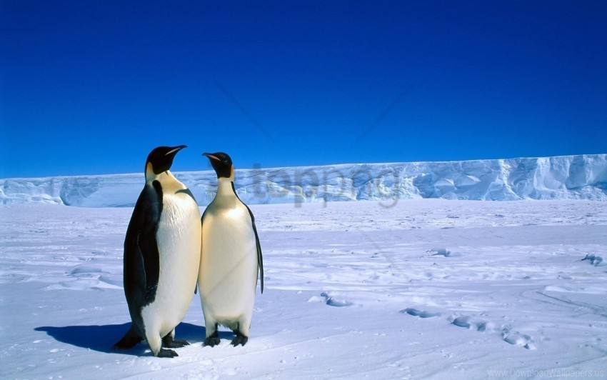 antarctica couple ice penguins snow winter wallpaper Isolated Object on Transparent PNG