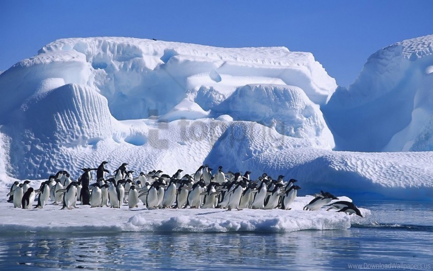 antarctica flock ice jump penguins snow wallpaper Transparent Background Isolated PNG Item