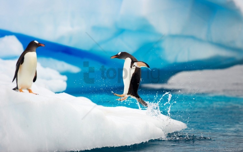 antarctica gentoo penguins wallpaper Transparent PNG images complete library