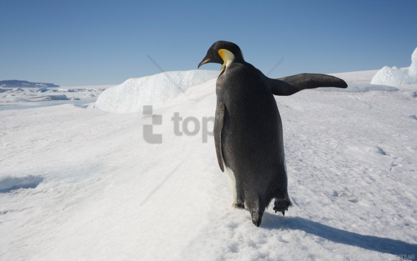 antarctica penguin snow walk wallpaper Free PNG images with alpha channel set