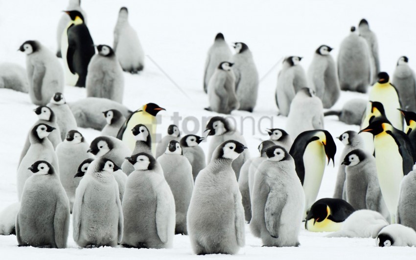 antarctica penguins wallpaper Isolated Graphic with Clear Background PNG