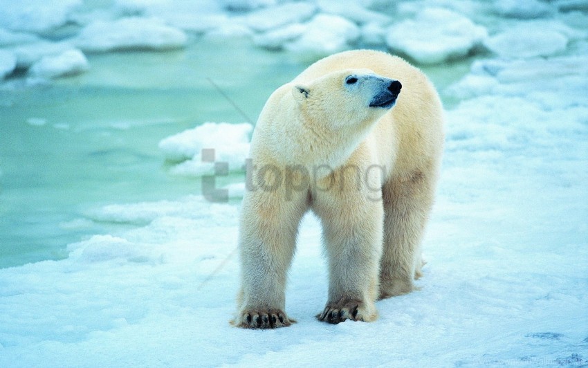 antarctica polar bear snow walk wallpaper PNG Isolated Subject with Transparency