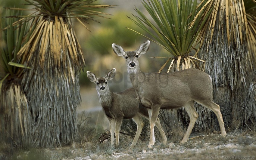 antelope chihuahua couple desert mex wallpaper Free PNG images with alpha channel compilation
