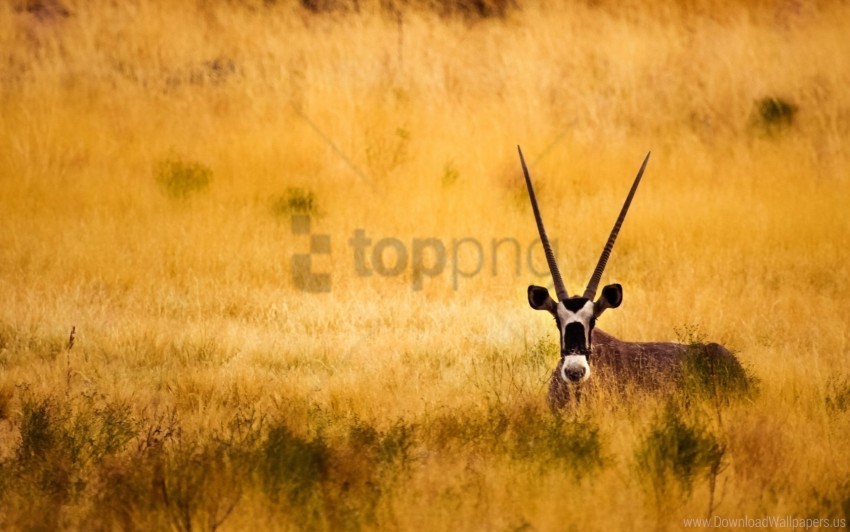 antelope horns savanna wallpaper PNG Image with Isolated Graphic