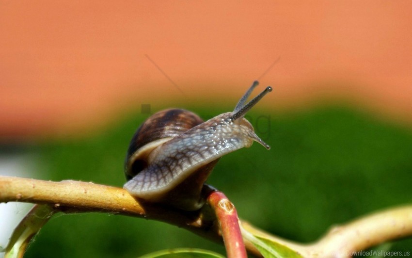 antennae branch climbing eyes shell snail wallpaper PNG images with clear alpha channel broad assortment