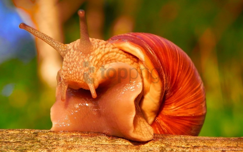 antennae carapace snail wallpaper Clear background PNG elements