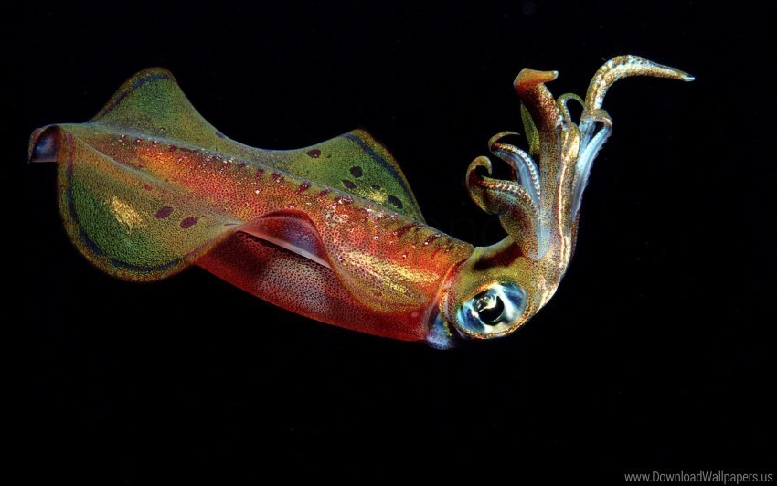antennae squid swim underwater wallpaper PNG transparent photos extensive collection