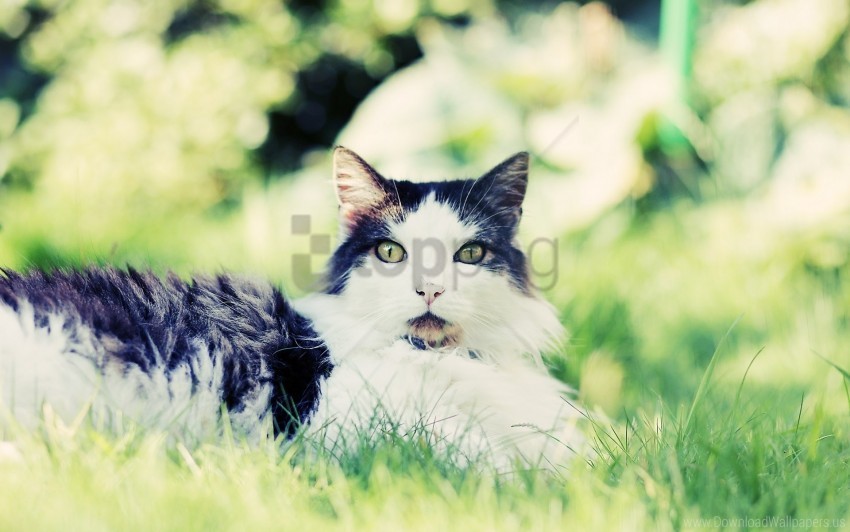 anticipation cat fear fluffy grass sit wallpaper Transparent PNG download