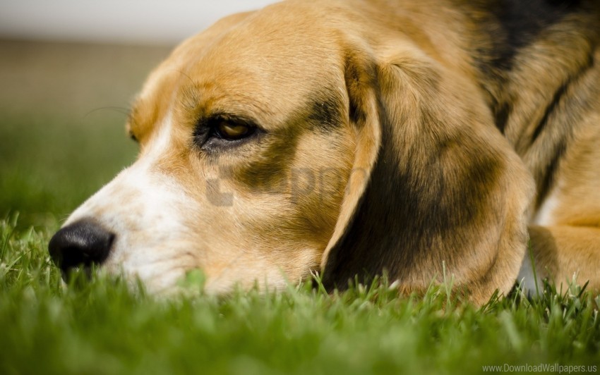 anticipation dog eyes face grass wallpaper Clear background PNGs