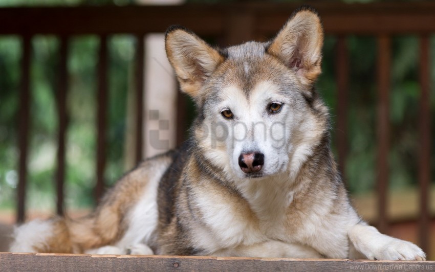 Anticipation Dog Eyes Face Sadness Wallpaper Transparent PNG Isolated Graphic Detail