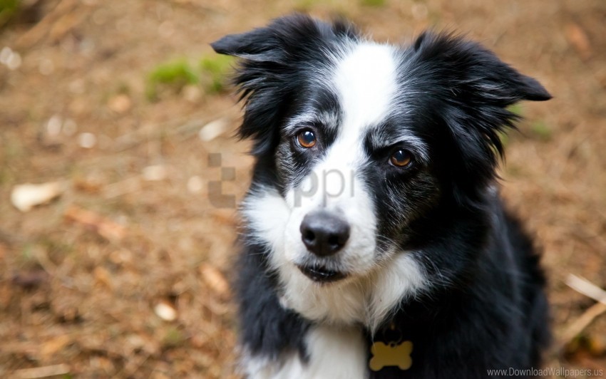 anticipation dog face furry look sadness spotted wallpaper PNG Image with Isolated Element