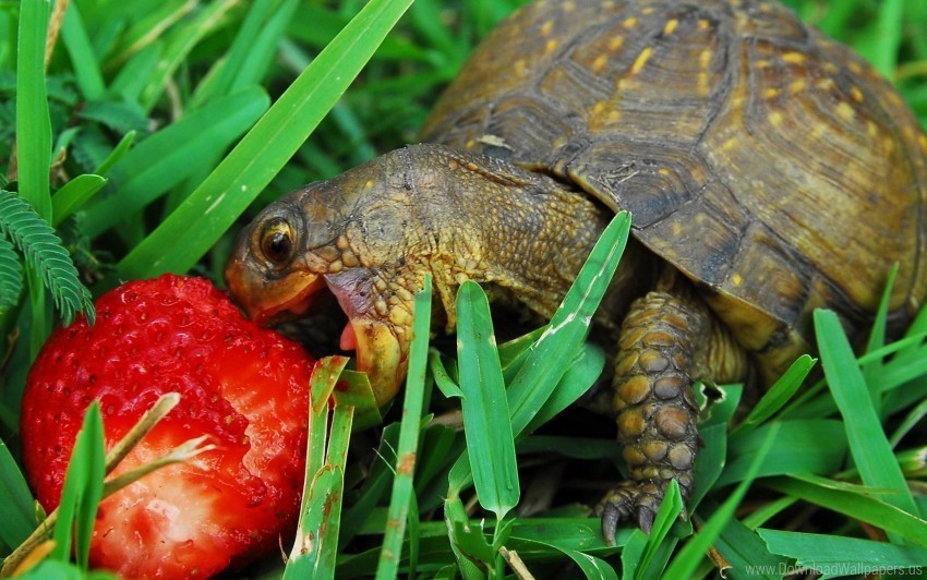 appetite carapace food grass muzzle strawberry turtle wallpaper PNG Isolated Object on Clear Background