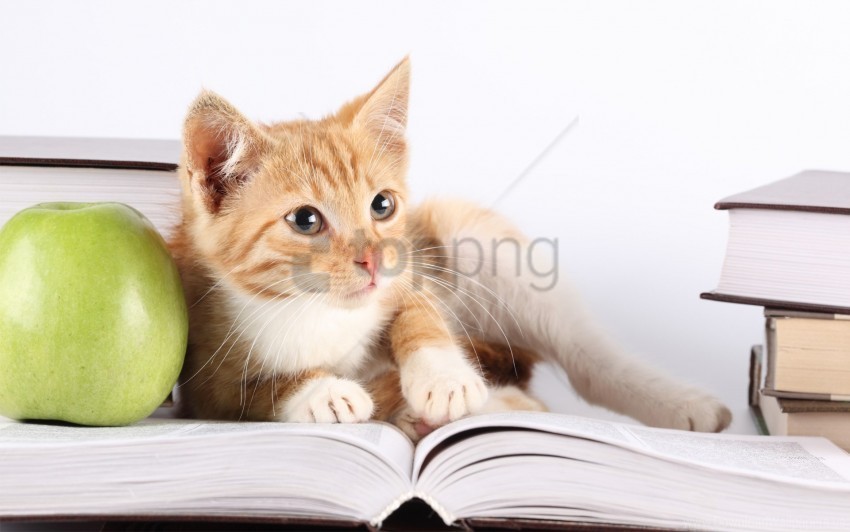 Apple Book Cat Lie Wallpaper Free Transparent Background PNG