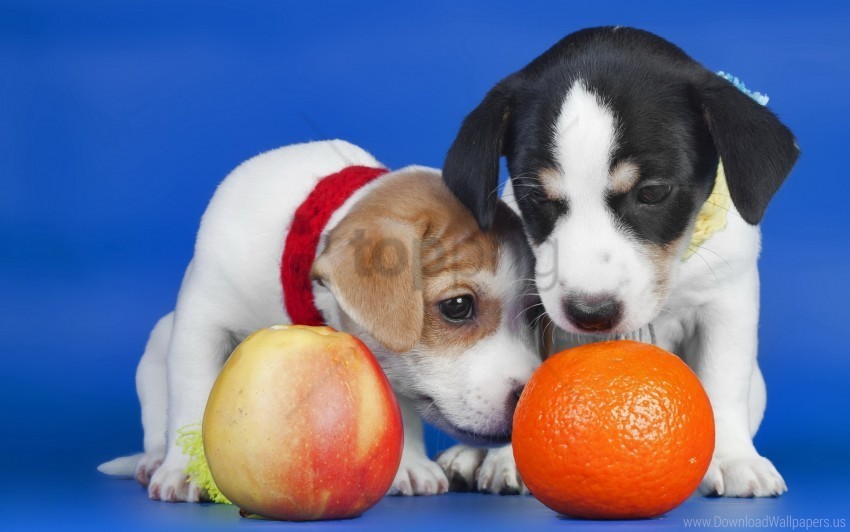apple dogs orange puppies wallpaper PNG images for graphic design