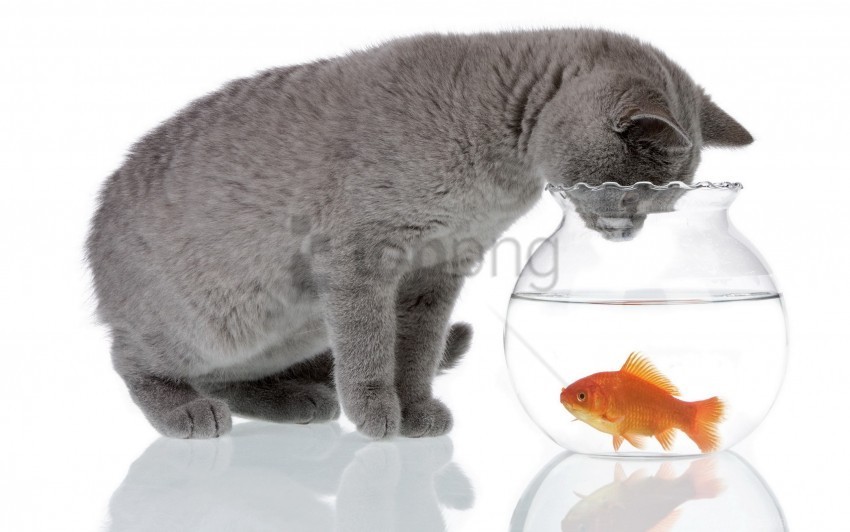 aquarium cat fish hunting wallpaper Transparent PNG image