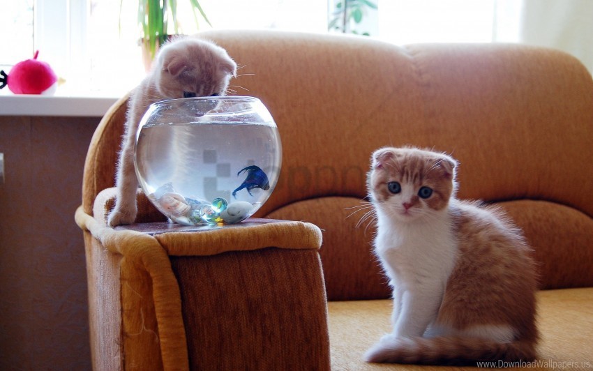 aquarium fish fun hunt kittens wallpaper Transparent Background Isolated PNG Illustration