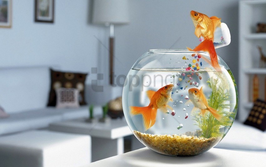 aquarium fish glass swimming table wallpaper PNG with Isolated Object