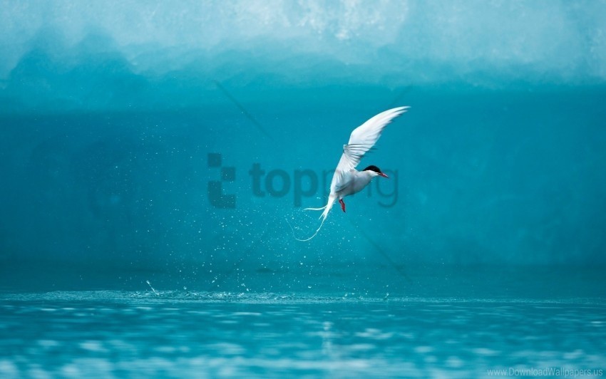 Arctic Bird Spray Tern Water Wallpaper PNG With Transparent Background For Free