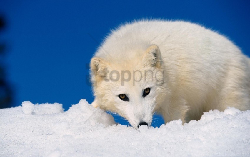 arctic fox hunting muzzle snow wallpaper Free PNG images with clear backdrop