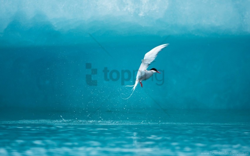 Arctic Tern Wallpaper Transparent Background PNG Images Complete Pack