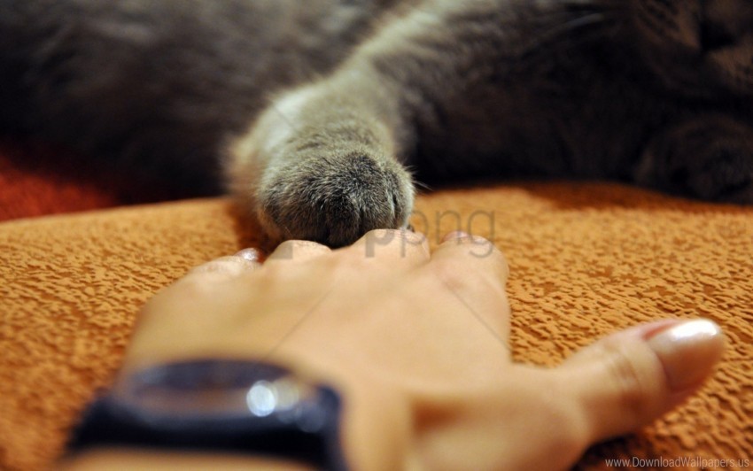 arm cat gray paw touching wallpaper No-background PNGs