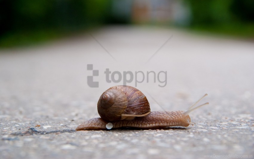 armor crawling road snail wallpaper PNG with Transparency and Isolation