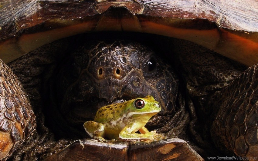 armor face frog turtle wallpaper High-resolution PNG images with transparency wide set